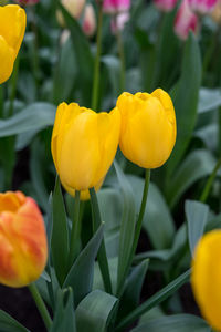 Close-up of yellow tulip