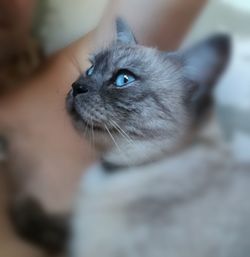 Close-up portrait of kitten