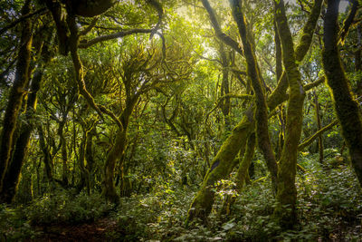 View of trees in forest