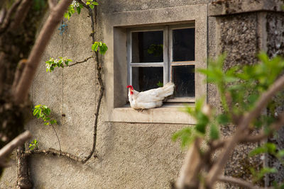 View of a bird against building