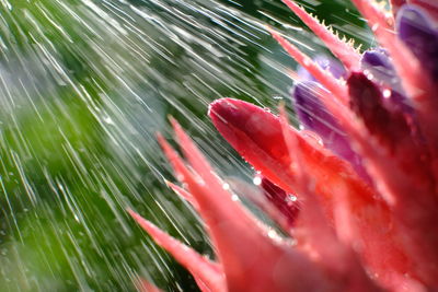 Close-up of water spraying on flowers