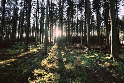 Sunset through the trees in forest