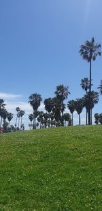 Trees on field against clear sky