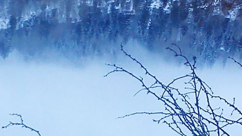 Low angle view of bare trees