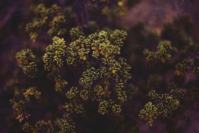 Close-up of flowering plants against blurred background