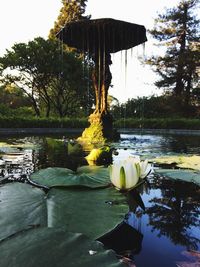 Water lily in lake