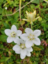 Close-up of white flowering plants on field