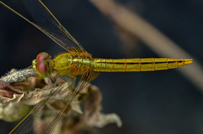 High angle view of dragonfly on plant