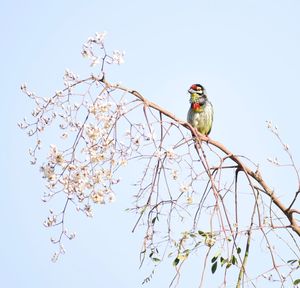 Low angle view of bird perching on a tree