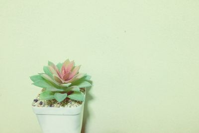 Close-up of potted plant on table against white background