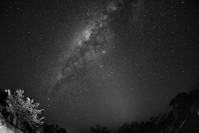 Low angle view of trees against sky at night