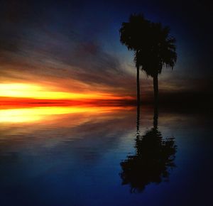 Palm trees at sunset