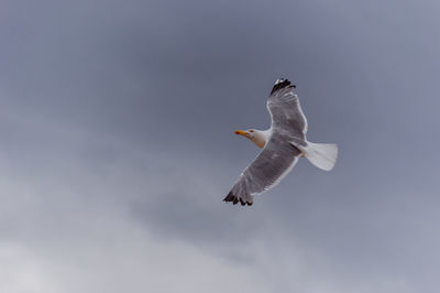 Low angle view of a sea bird flying in the sky