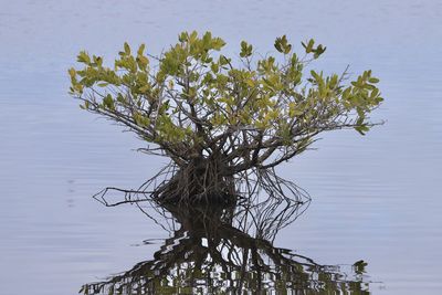 Close-up of flowering plant by lake against sky