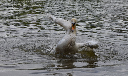 View of birds in water