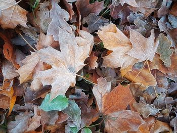 Full frame shot of autumn leaves