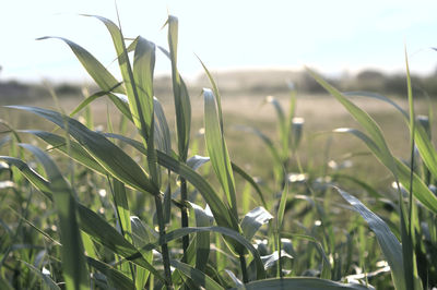 Close-up of fresh green plants on field against sky