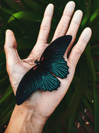 Close-up of butterfly on hand