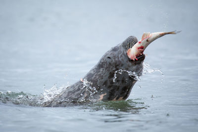 Close-up of a bird in sea