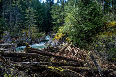 View of dam in forest