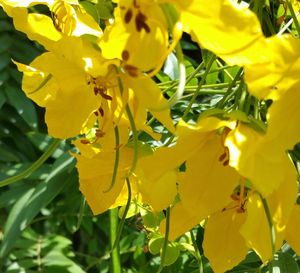 Close-up of yellow flowers