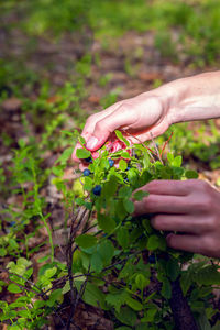 Picking berries. blueberries soiled hands. collection of berries in the forest