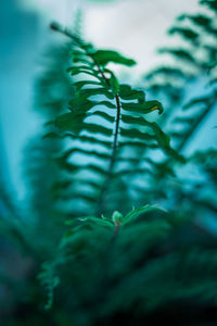 Low angle view of plant against sky