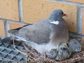 Close-up of pigeon perching on nest
