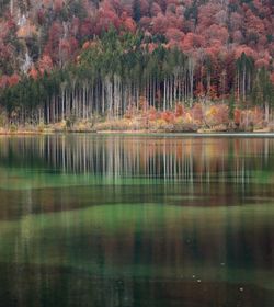 Scenic view of lake in forest during autumn