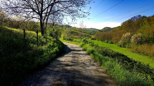 Narrow dirt road along trees