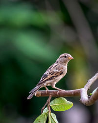 Shallow depth of field, isolated image of a female sparrow on tree branch with green background.