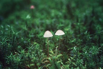 Close-up of mushroom growing on field