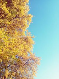 Low angle view of autumnal tree against clear blue sky