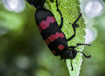 Close-up of black butterfly on leaf