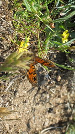 Butterfly perching on tree trunk