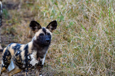 Portrait of a dog