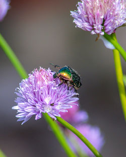 Close-up of insect on purple flower rose chauffer beatle 