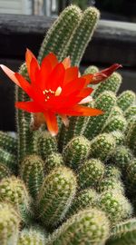 Close-up of cactus flower blooming outdoors