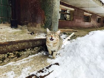Portrait of horse on snow
