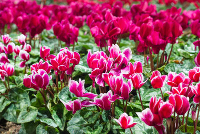 Close-up of pink flowering plants in park