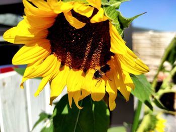 Close-up of bee on sunflower