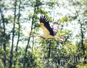 Low angle view of bird flying