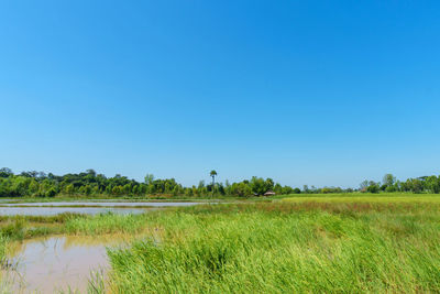 Scenic view of field against clear blue sky