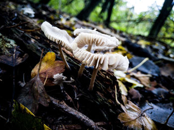 Close-up of mushroom growing on field