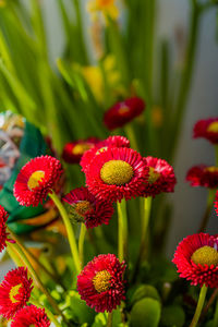 Close-up of pink flowering plants