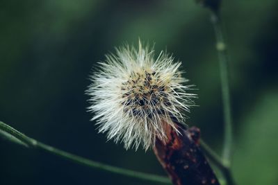 Close-up of thistle