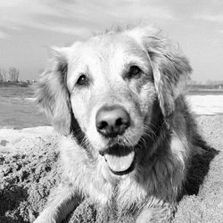 Close-up portrait of dog sticking out tongue on beach