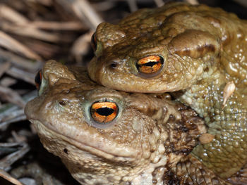 Close-up of frog