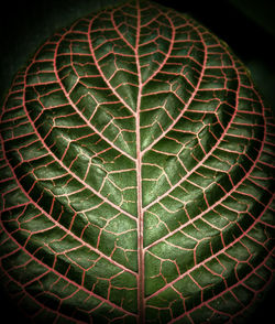 Close-up of leaf against black background