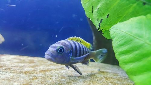 Close-up of turtle in aquarium